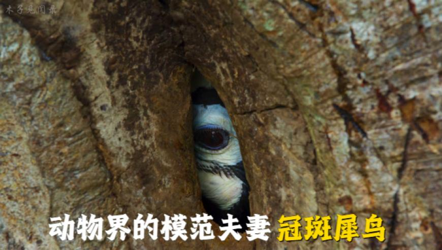 春晚机器人又来跳舞,澳门天天开彩结果记录,国产化作答解释落实_优选版V3.29